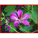 Cây hoa móng bò đk 10-12