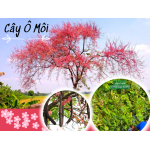 Cây ô môi