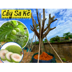 Cây sa kê  lớn