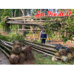 Cây Sao Đen đk 12
