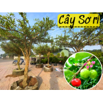 Cây sơ ri