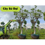 Cây Sứ Đại