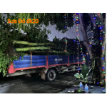 cây Sưa Đỏ dk 20