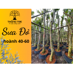 Sưa Đỏ hoành 40-60