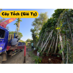 Cây Tếch (cây giá tỵ giống)