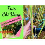 Cây Trúc chỉ vàng