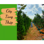 Cây tùng tháp