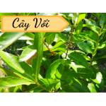 Cây vối