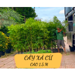 Cây xà cừ
