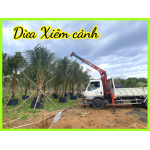 Cây dừa xiêm