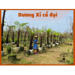 Cây dương xỉ cổ đại - dương xỉ thân gỗ