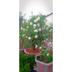 Hoa hồng bạch