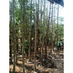 Cây sang giàu đk 15-20