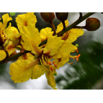 Cây lim xẹt