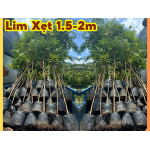 Lim Xẹt giống 1,5 - 2m