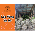 Lộc Vừng đk10