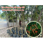 Lộc Vừng hoa đỏ đường kính 6cm