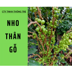 Cây nho thân gỗ
