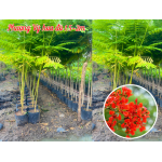 Cây Phượng Vỹ cao 1.5-2m