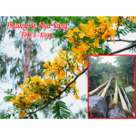 Cây Phượng Vỹ hoa vàng đk 8-10 (phượng vàng)