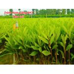 Tràm Hom Giống AH7