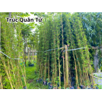 Cây Trúc Quân Tử