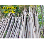 Xà Cừ ĐK10, cao 3-4m