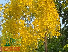 cây osaca vàng