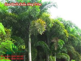 Cau Đuôi Chồn lóng 1-2m