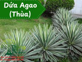 Cây Agao, Thùa, Dứa Agao, Dứa Nam Mỹ