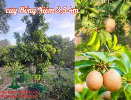 Cây Hồng Xiêm (Xa Pô Chê, lồng mứt, sapoche)