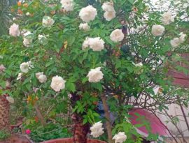 Hoa hồng bạch