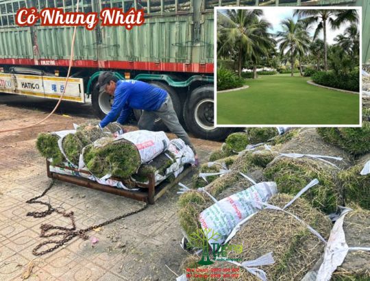 Cỏ Nhung Nhật