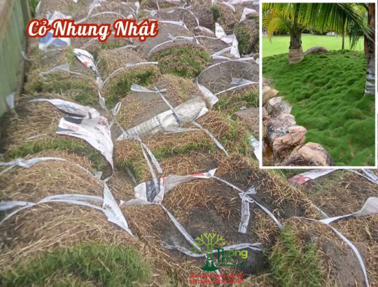 Cỏ Nhung Nhật