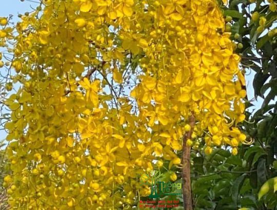 cây osaca vàng