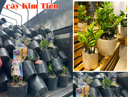 Cây Kim Tiền
