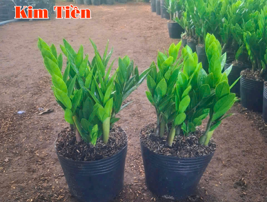 Cây Kim Tiền