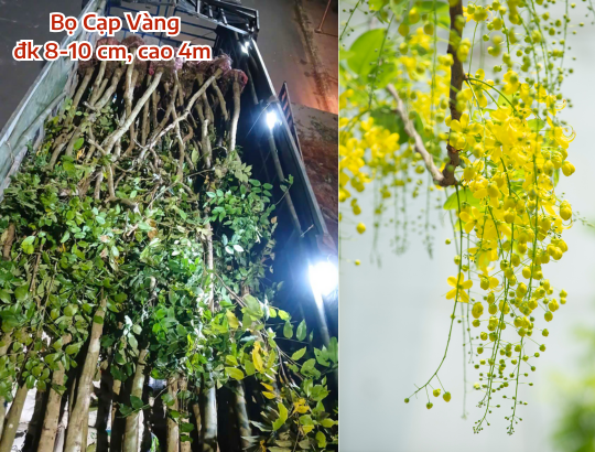 Bọ Cạp Vàng (osaka hoa vàng) đường kính 8-10cm