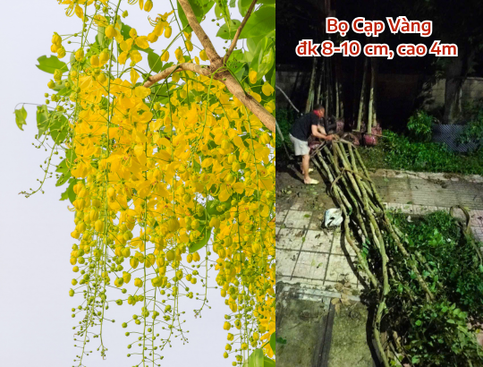 Bọ Cạp Vàng (osaka hoa vàng) đường kính 8-10cm