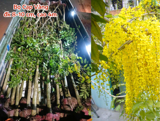 Bọ Cạp Vàng (osaka hoa vàng) đường kính 8-10cm