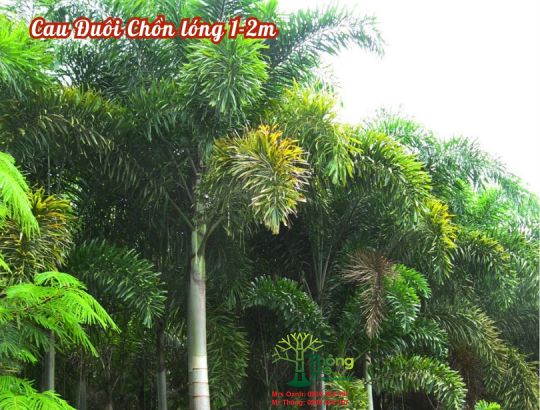 Cau Đuôi Chồn lóng 1-2m