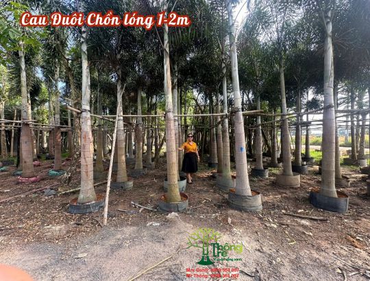 Cau Đuôi Chồn lóng 1-2m