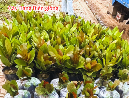 Cây giống Bàng Vuông (Bàng Biển, Bàng Bí)
