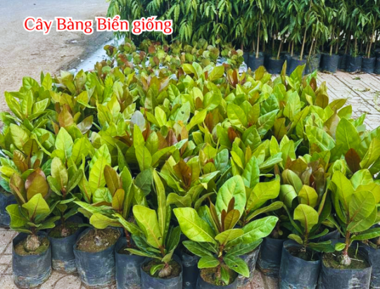 Cây giống Bàng Vuông (Bàng Biển, Bàng Bí)