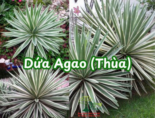 Cây Agao, Thùa, Dứa Agao, Dứa Nam Mỹ