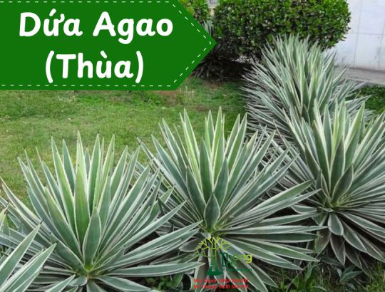 Cây Agao, Thùa, Dứa Agao, Dứa Nam Mỹ
