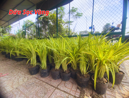 Dứa Sọc Vàng (Dứa Vạn Phát)