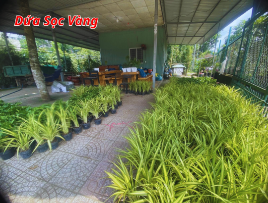 Dứa Sọc Vàng (Dứa Vạn Phát)