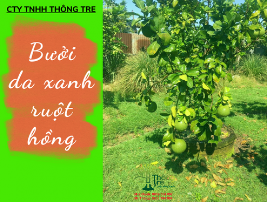 Bưởi da xanh ruột hồng