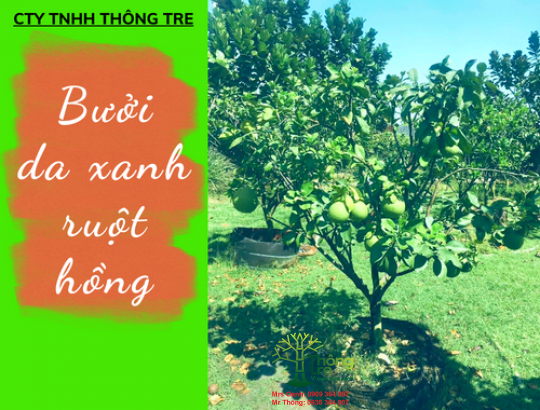 Bưởi da xanh ruột hồng